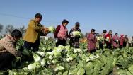 安徽亳州：农民采收大白菜供应市场
