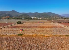 浙江湖州：农户使用机械收割红高粱