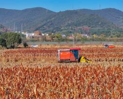 浙江湖州：农户使用机械收割红高粱