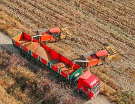 浙江湖州：农户使用机械收割红高粱