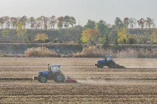 江苏宿迁：播种机来回穿梭抢播冬小麦