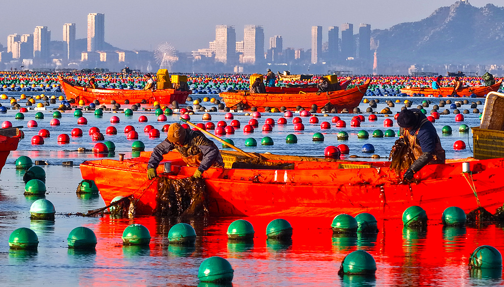 山东荣成：渔民开展海带养殖作业