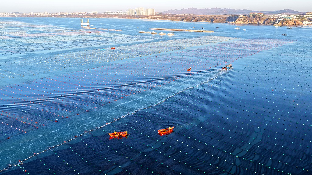 山东荣成：渔民开展海带养殖作业