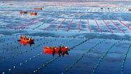 山东荣成：渔民开展海带养殖作业