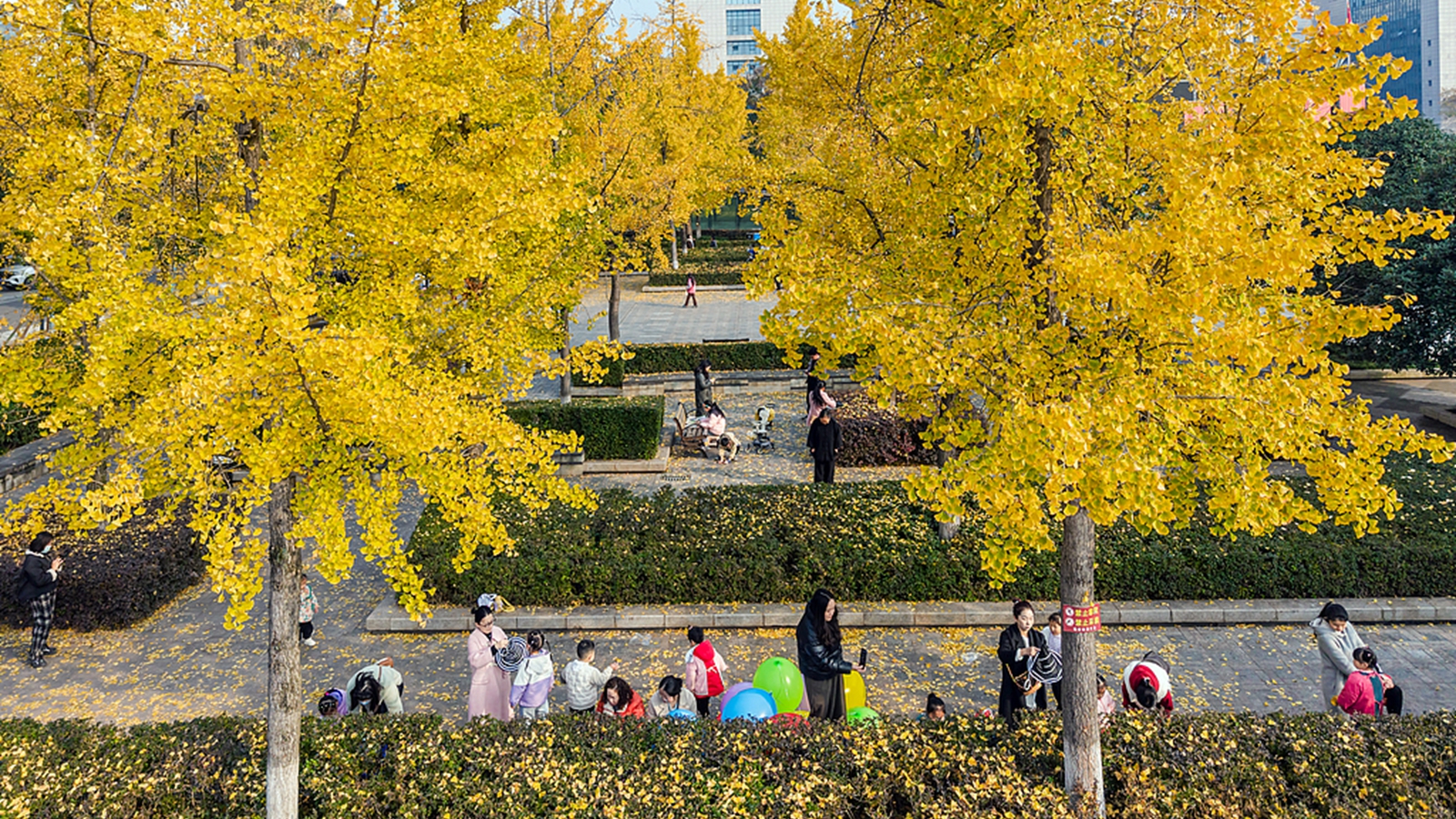 四川資陽：銀杏林進入最佳觀賞期