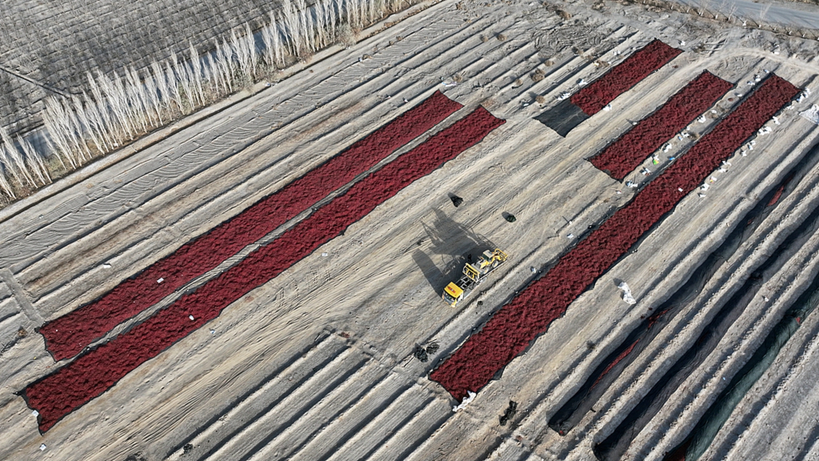 新疆哈密：農民采摘辣椒晾曬