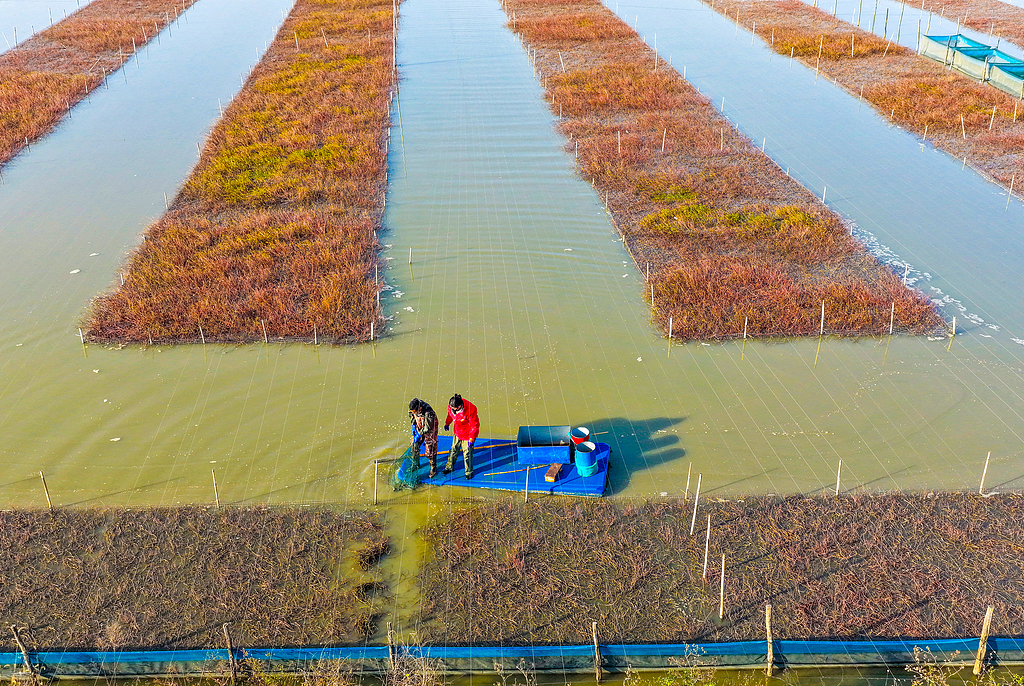 江苏泗洪：养殖户冬捕螃蟹保障市场供应