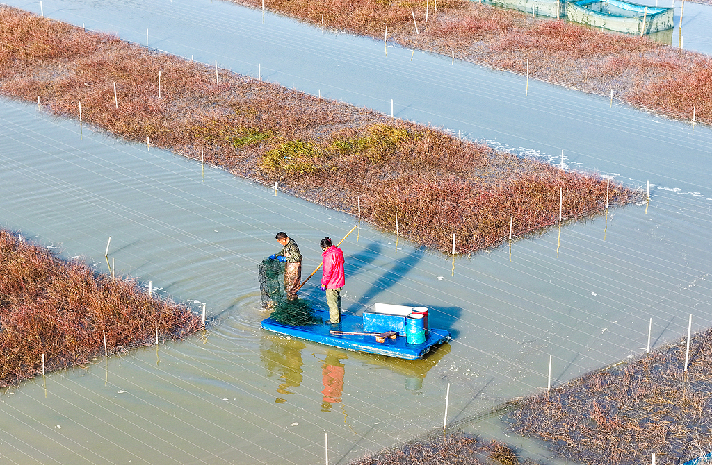 江苏泗洪：养殖户冬捕螃蟹保障市场供应