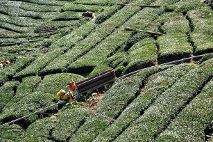 湖北宜昌：茶农用单轨运输车运输木材