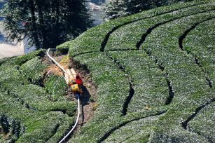 湖北宜昌：茶农用单轨运输车运输木材