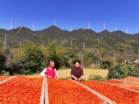 江西吉安：农民晾晒红薯干