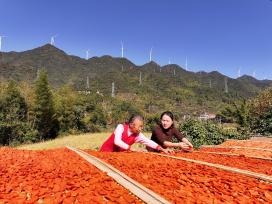 江西吉安：农民晾晒红薯干
