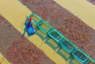江苏泗洪：养殖户冬捕螃蟹保障市场供应