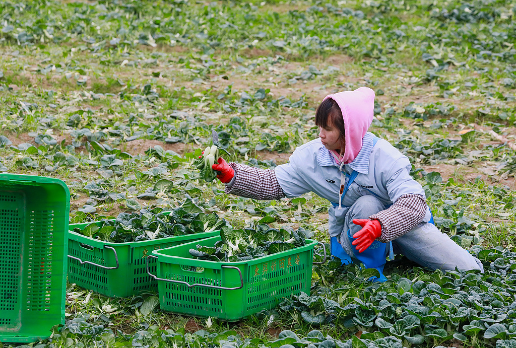 湖南永州：村民采收蔬菜准备供应市场