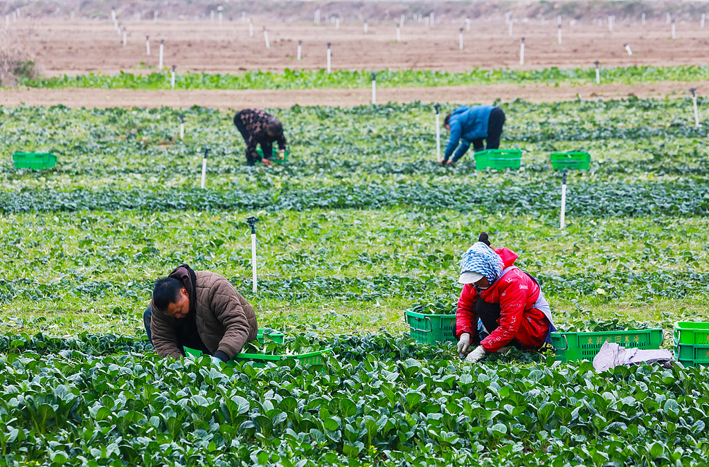 湖南永州：村民采收蔬菜准备供应市场