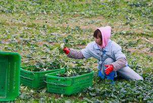 湖南永州：村民采收蔬菜准备供应市场