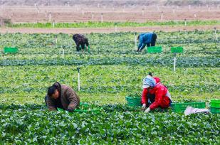 湖南永州：村民采收蔬菜准备供应市场