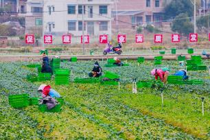 湖南永州：村民采收蔬菜准备供应市场