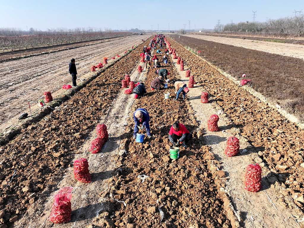 山西运城：千亩地黄迎丰收