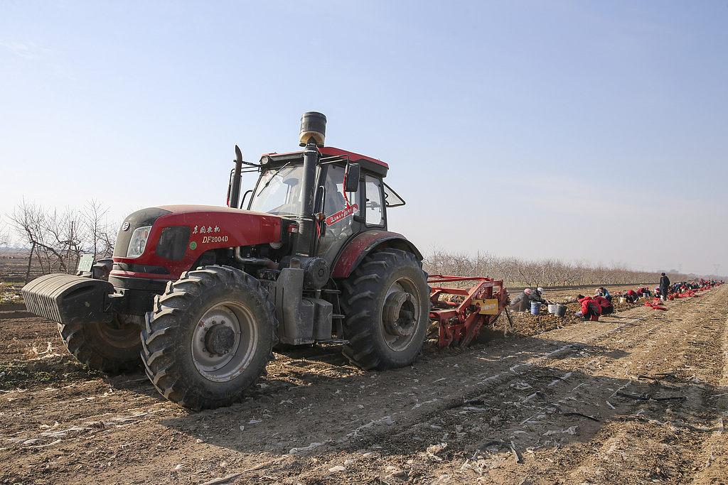 山西运城：千亩地黄迎丰收