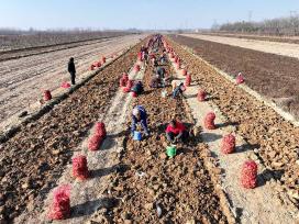 山西运城：千亩地黄迎丰收