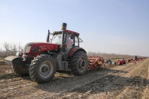 山西运城：千亩地黄迎丰收