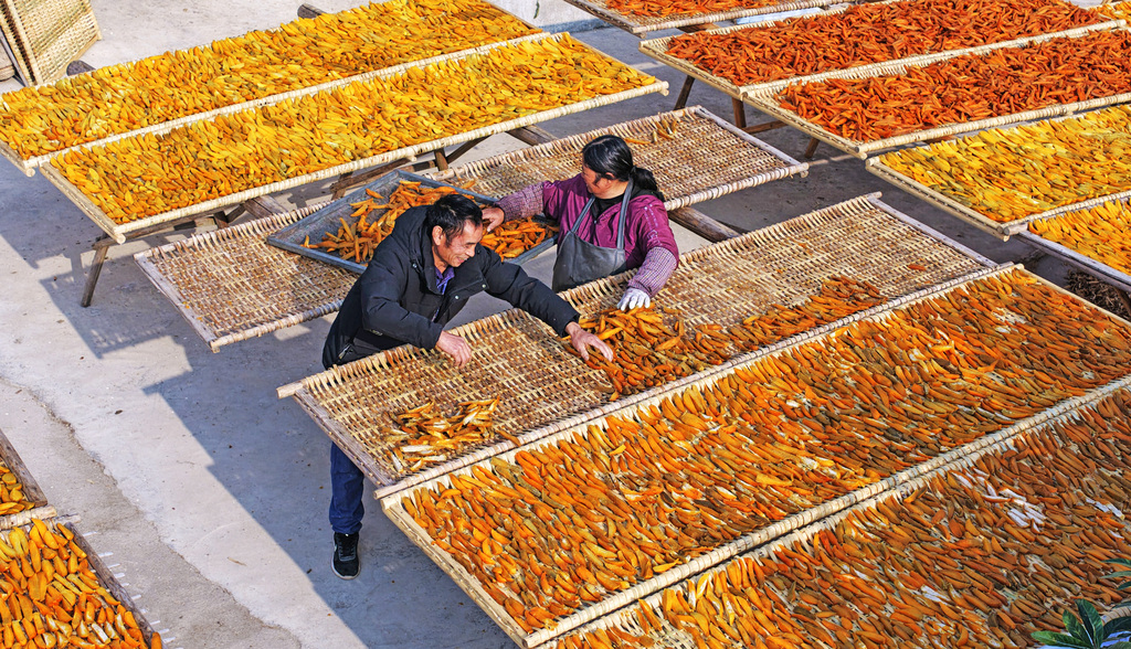 浙江台州：村民晾晒红薯条