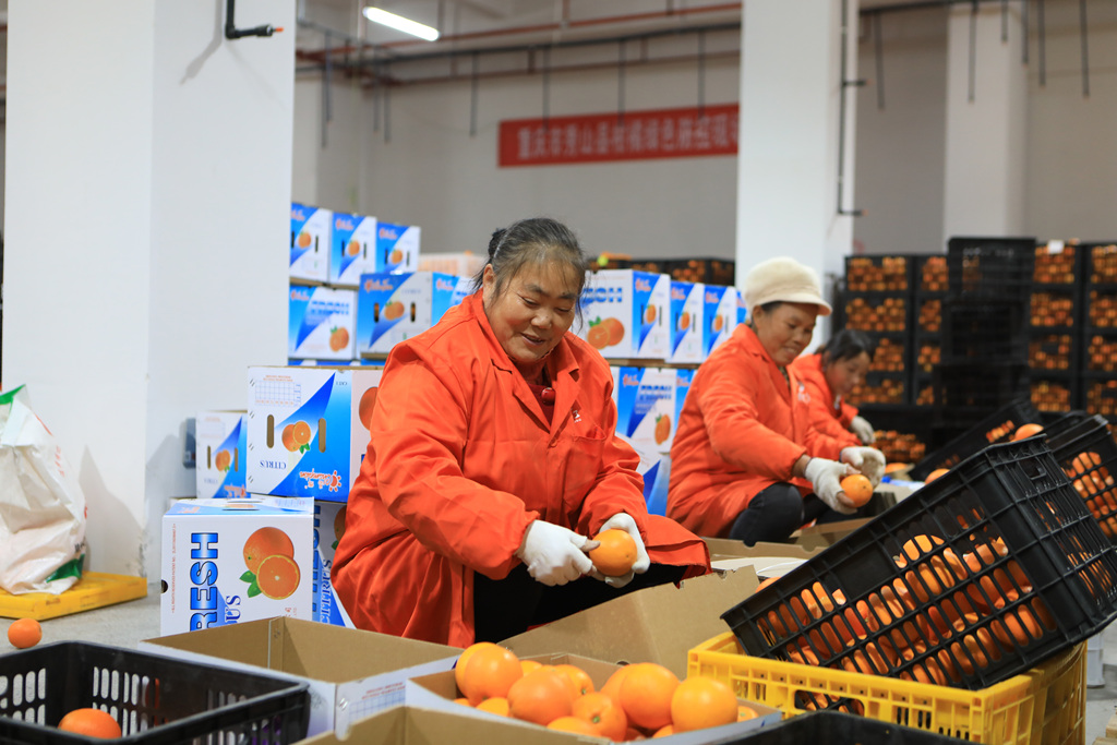 重庆：工人打包脐橙供应海外市场