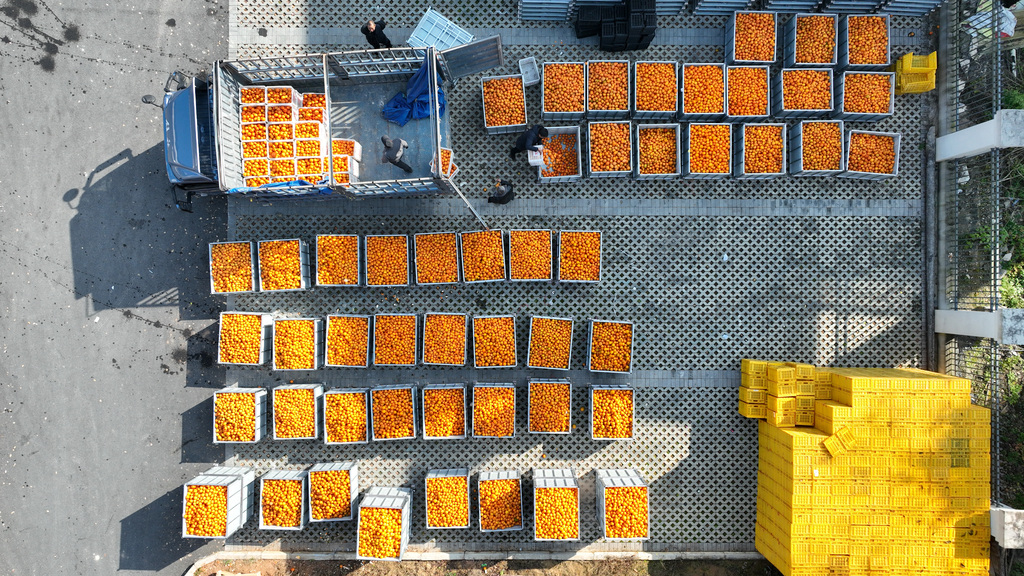 重庆：工人打包脐橙供应海外市场