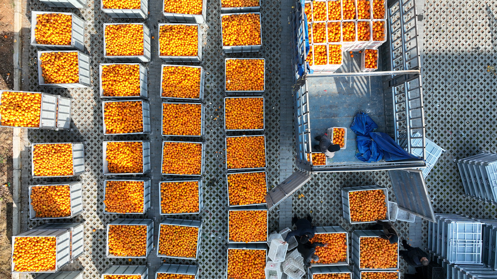 重庆：工人打包脐橙供应海外市场