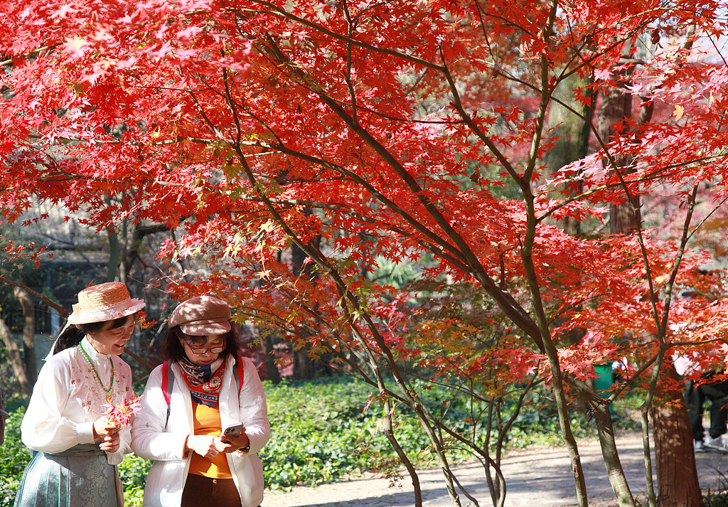南京中山植物园红枫绚丽引游人