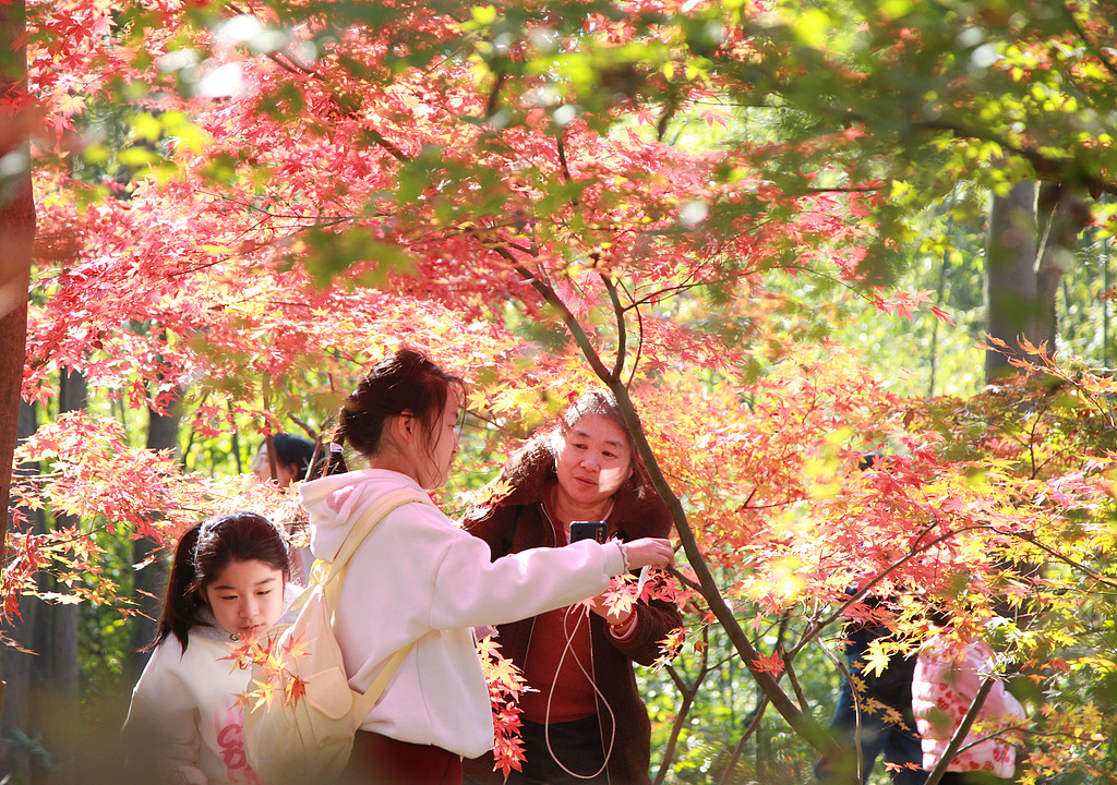 南京中山植物园红枫绚丽引游人