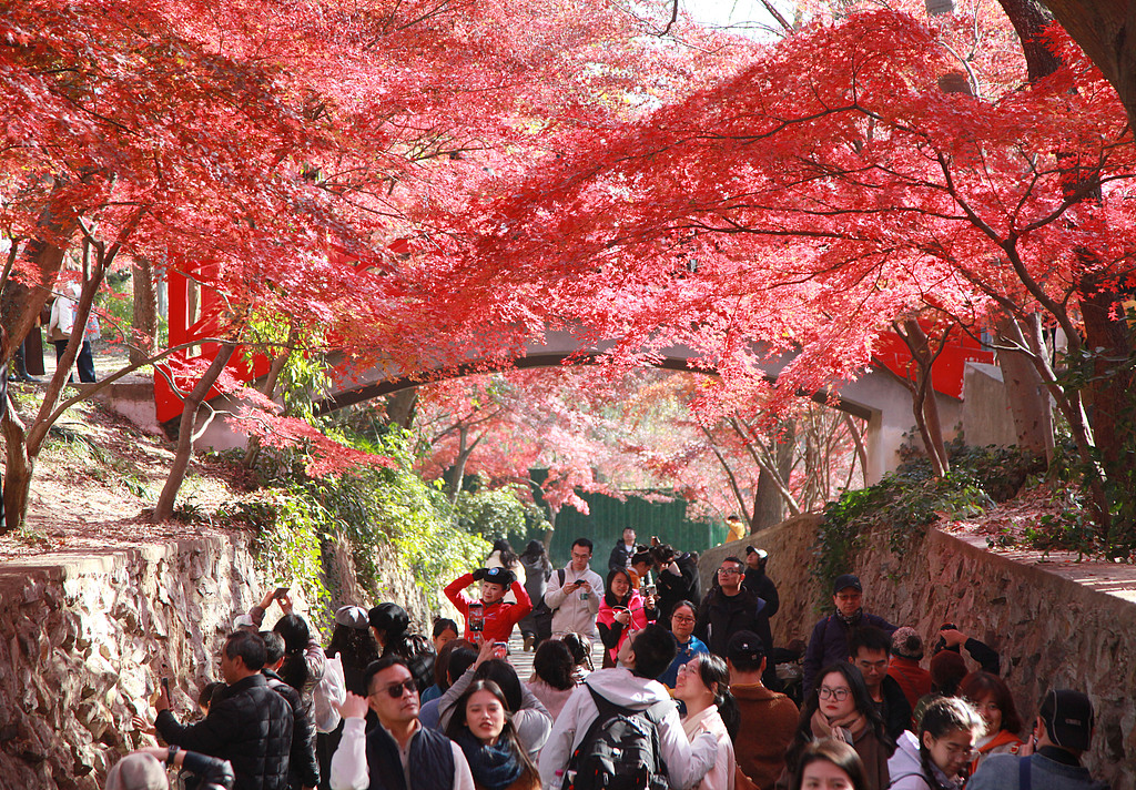 南京中山植物园红枫绚丽引游人