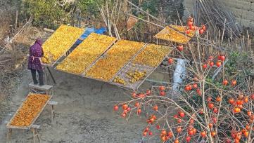 浙江台州：村民晾晒红薯条