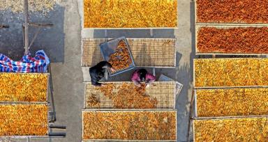 浙江台州：村民晾晒红薯条