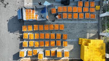 重庆：工人打包脐橙供应海外市场