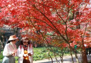 南京中山植物园红枫绚丽引游人