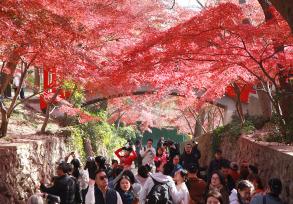 南京中山植物园红枫绚丽引游人