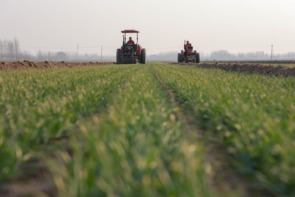 山东聊城：农机手开展小麦冬季镇压作业