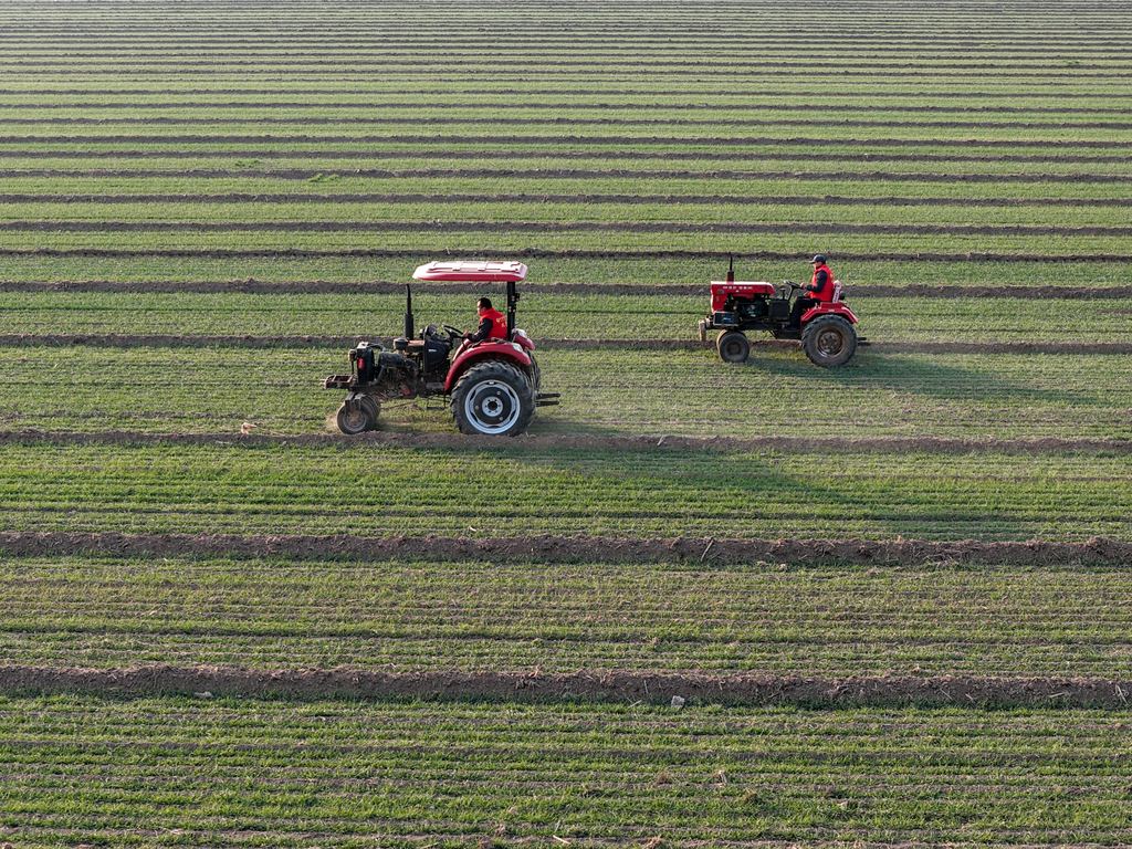 山东聊城：农机手开展小麦冬季镇压作业