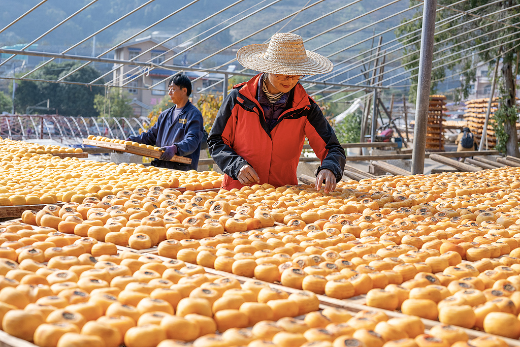 广西平乐：村民冬日加工晾晒柿饼