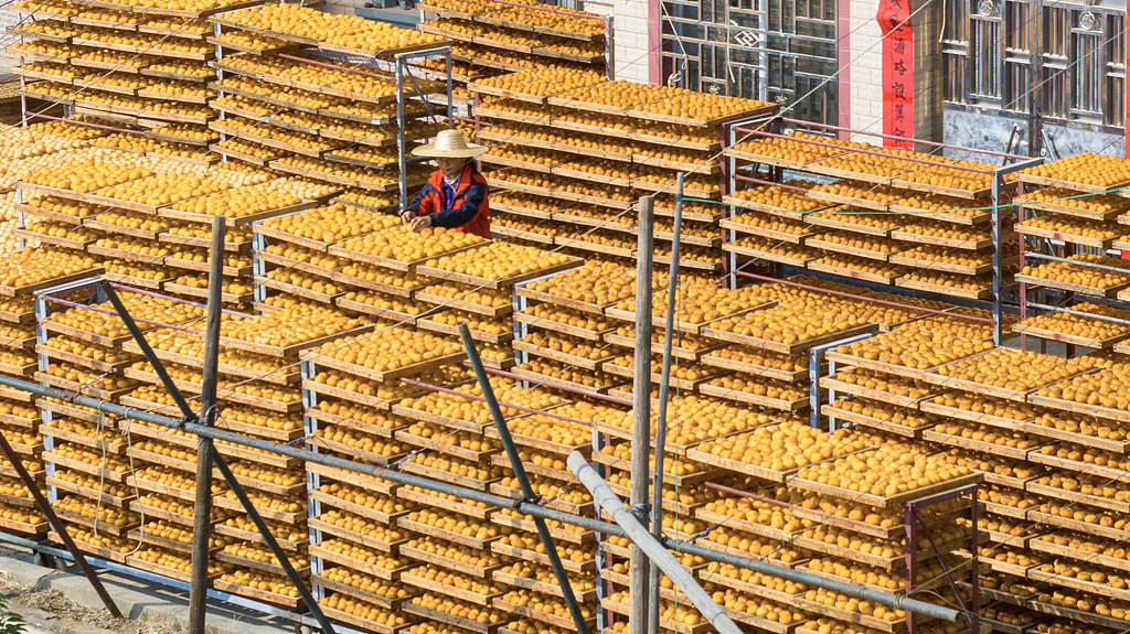 广西平乐：村民冬日加工晾晒柿饼