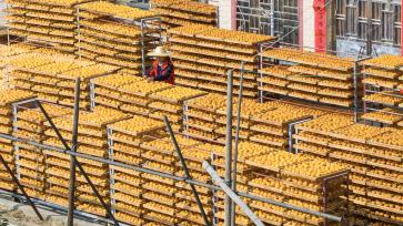 广西平乐：村民冬日加工晾晒柿饼