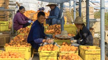 广西平乐：村民冬日加工晾晒柿饼