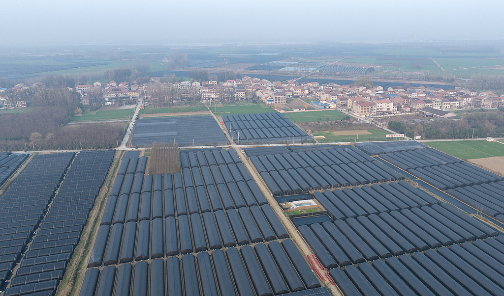 湖北襄阳：菌农种植羊肚菌 撑开致富伞