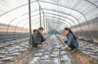 湖北襄阳：菌农种植羊肚菌 撑开致富伞