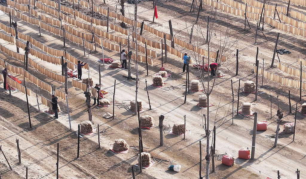 山西新绛：村民晾晒粉条迎新年