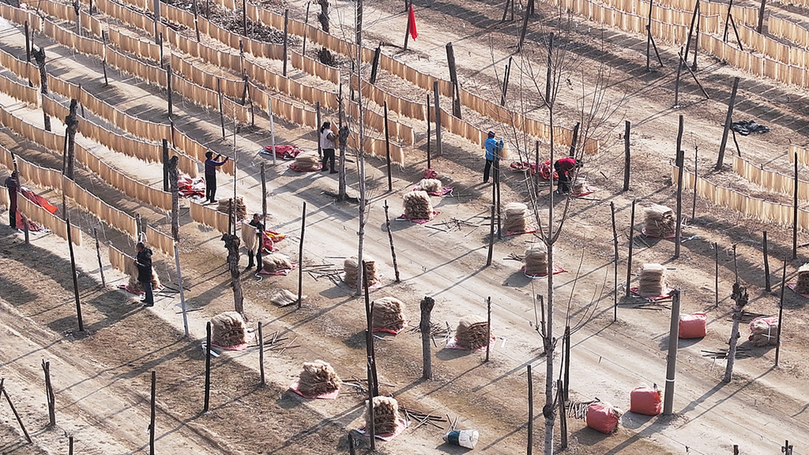 山西新絳：村民晾曬粉條迎新年
