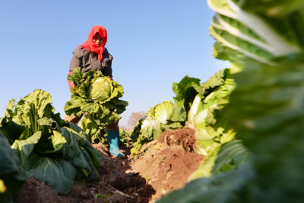 山东青岛：村民抢收冬菜保供应