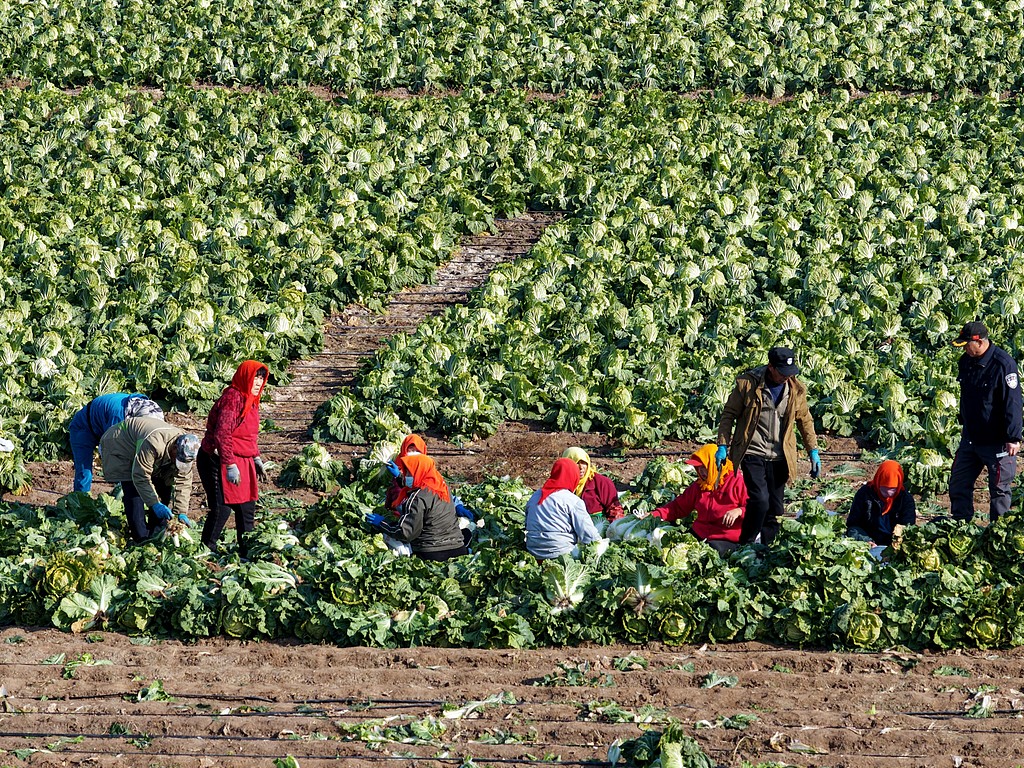 山东青岛：村民抢收冬菜保供应